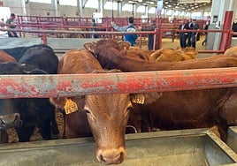 Imagen del mercado de ganados de este lunes, con 1.085 ejemplares.