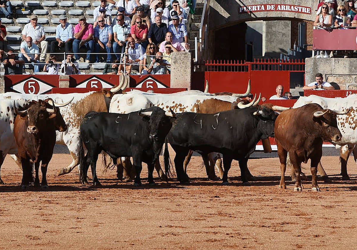 Los toros de García Jiménez, en el desenjaule en La Glorieta.