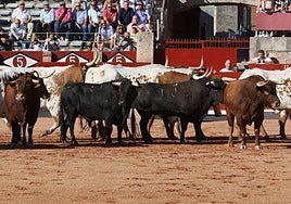Los toros de García Jiménez, en el desenjaule en La Glorieta.