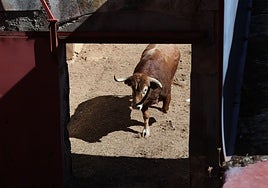 Mijero, tercer toro de la corrida concurso, perteneciente a la divisa de Domingo Hernández, y que será lidiado por Borja Jiménez.