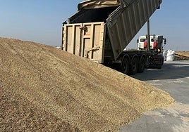 Descarga de cereal en una cooperativa.