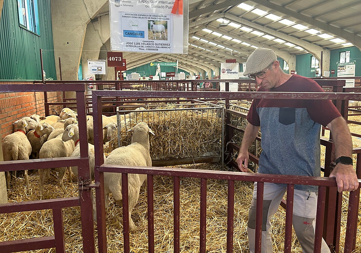 Un ganadero, con sus ovejas castellanas, en la última feria.