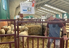 Un ganadero, con sus ovejas castellanas, en la última feria.