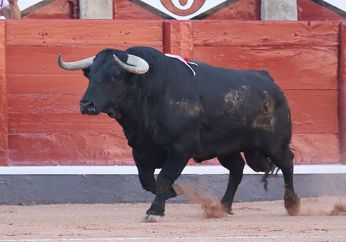 Buenasuerte, en sus primeros pasos en el ruedo de La Glorieta el pasado 14 de septiembre.