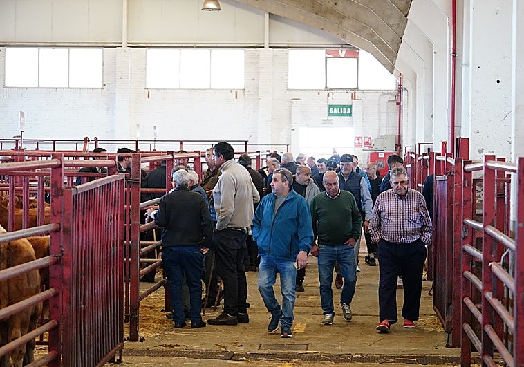 Mercado de ganado celebrado en Salamanca el 22 de septiembre.