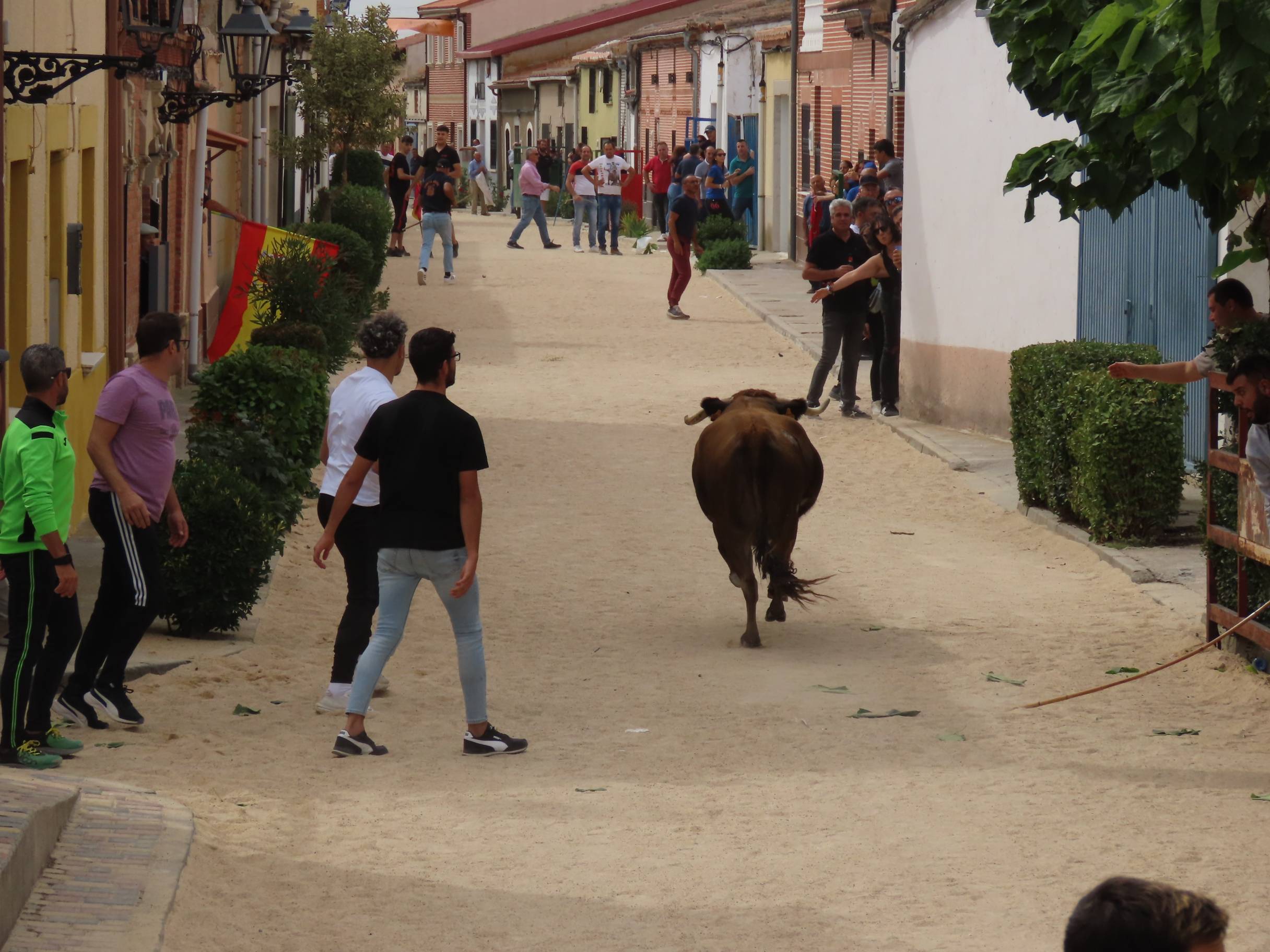 Bravura taurina en los encierros de Tarazona