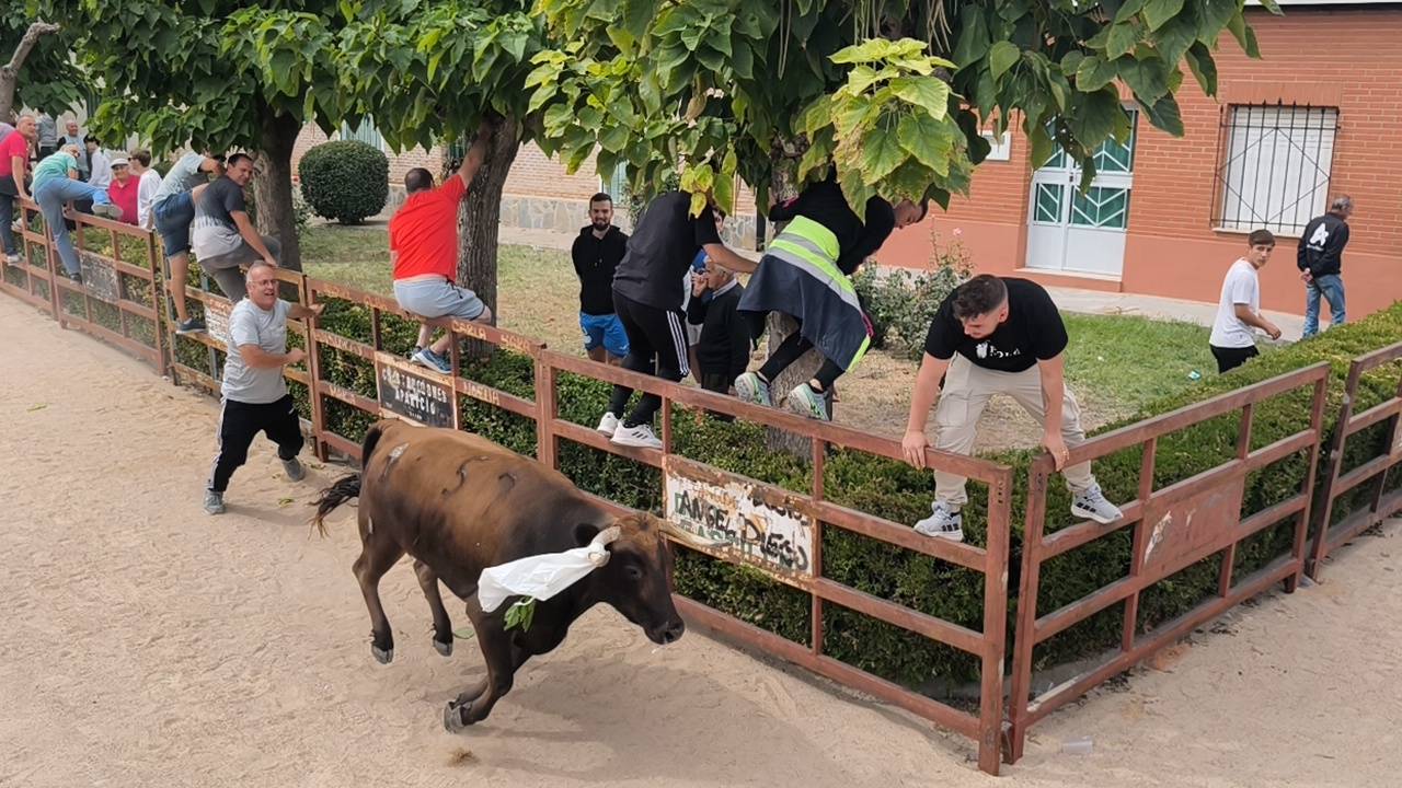 Bravura taurina en los encierros de Tarazona