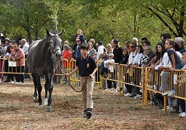 Imagen de uno de los participantes en la exhibición de caballos celebrada esta mañana en Béjar