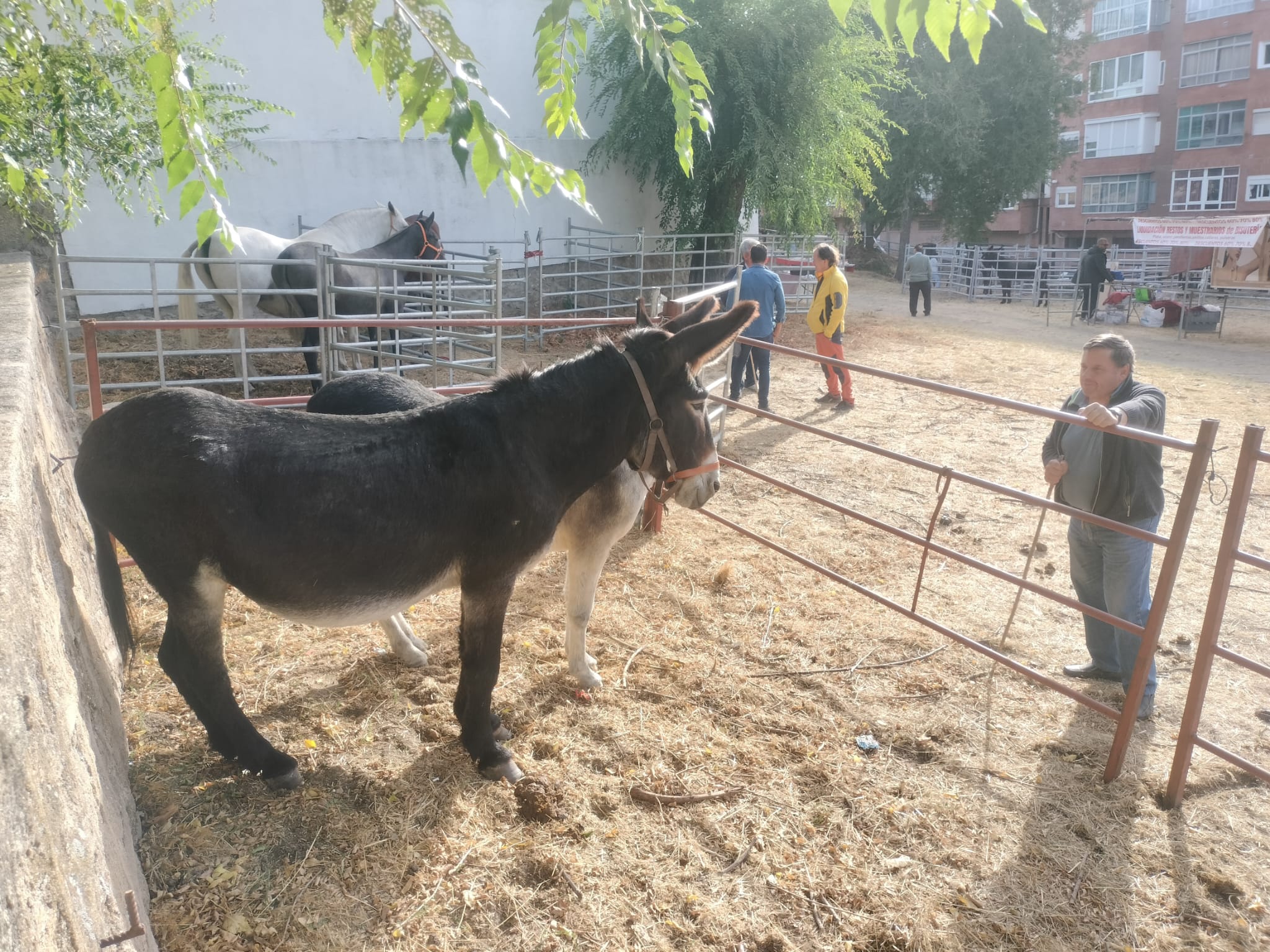 Éxito de público en la celebración de las Ferias de San Miguel en Béjar