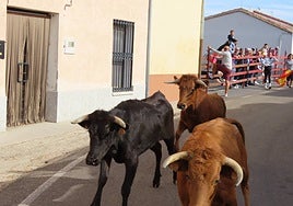 Vacas en el primer encierro de Zorita