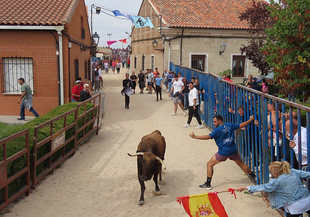 Bravura taurina en los encierros de Tarazona