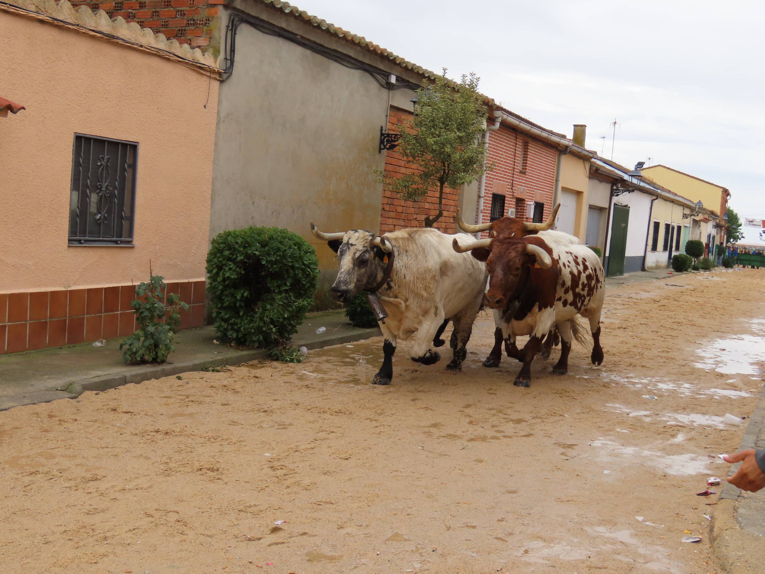 Bravura y encuentros en Tarazona de Guareña