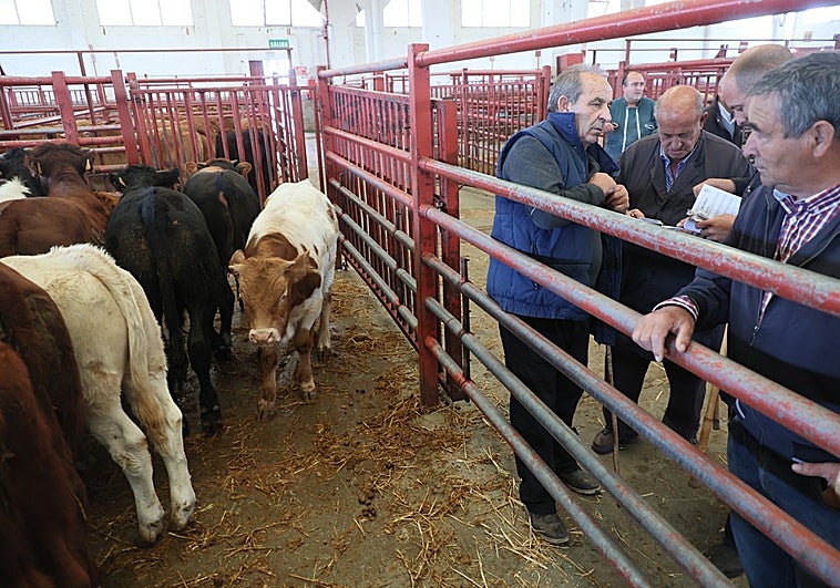 Imagen del mercado de ganados de Salamanca de este lunes, con 479 reses.