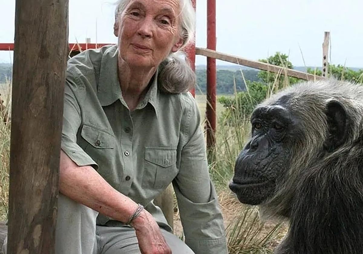 Imagen de Jane Goodall.