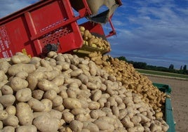 Patatas recién cosechadas, en un remolque.