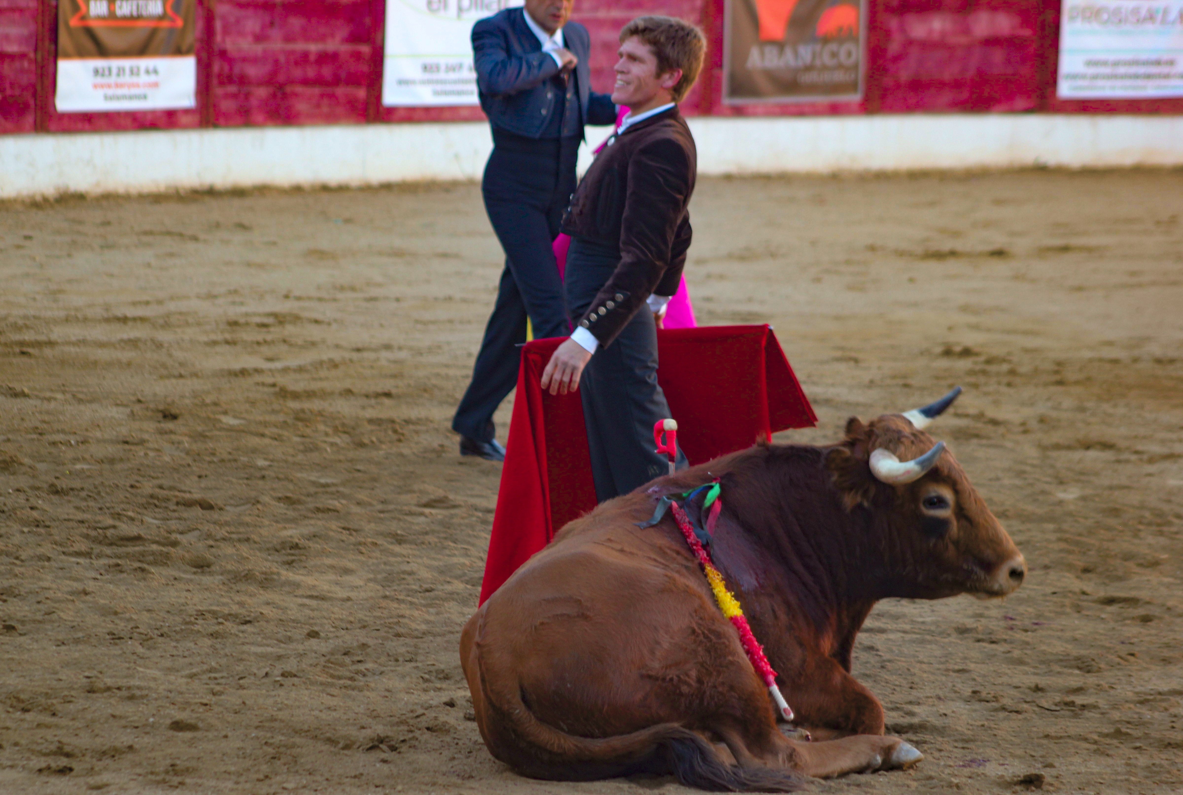 El festival taurino de Aerscyl, en imágenes
