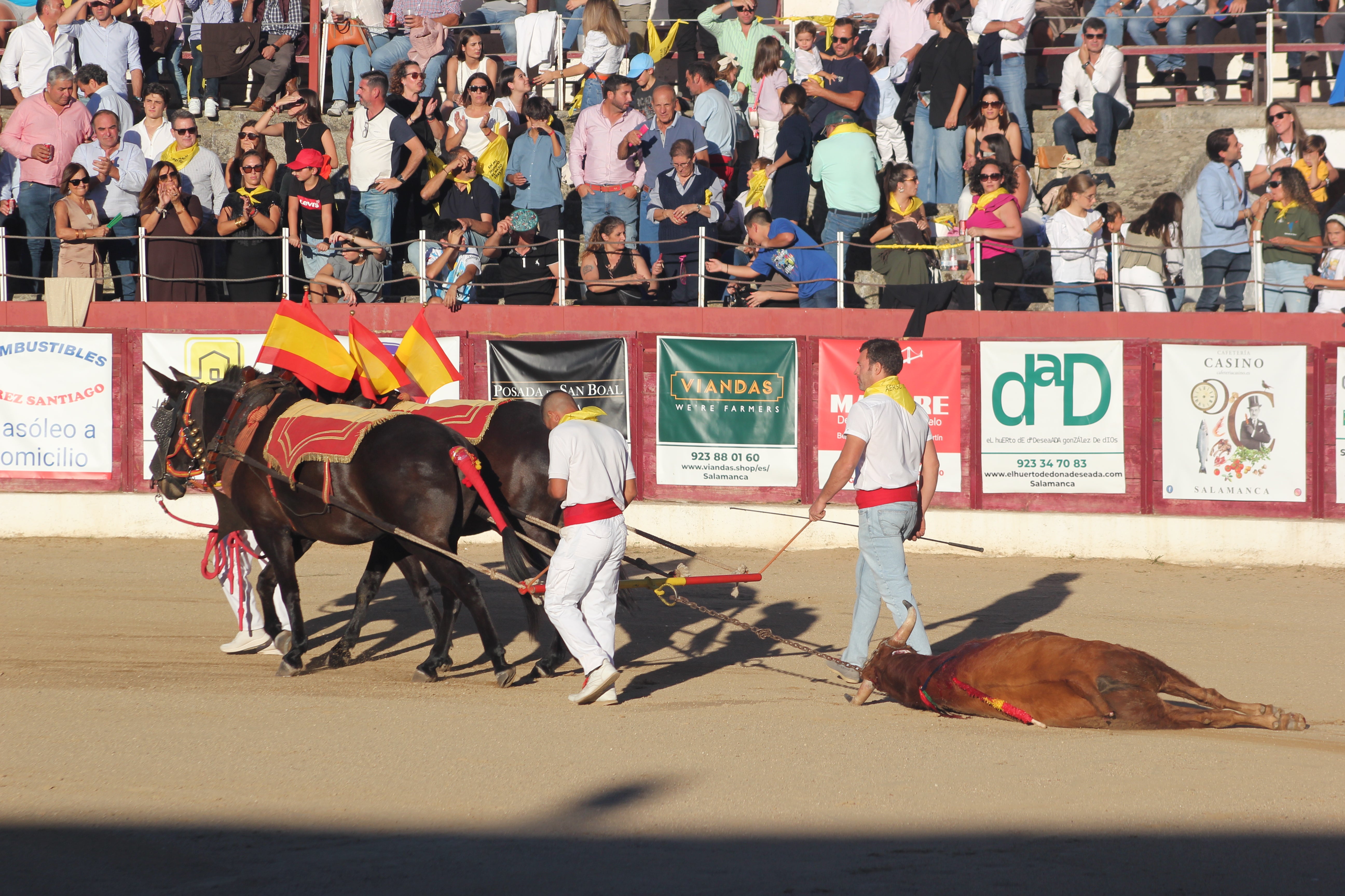 El festival taurino de Aerscyl, en imágenes