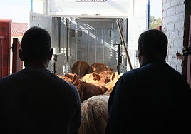 Terneros suben a un camión el pasado lunes en el mercado de ganados de Salamanca.