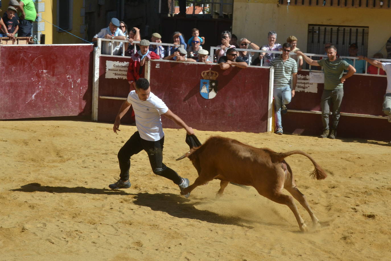 Bello encierro a caballo en las calles de El Maíllo