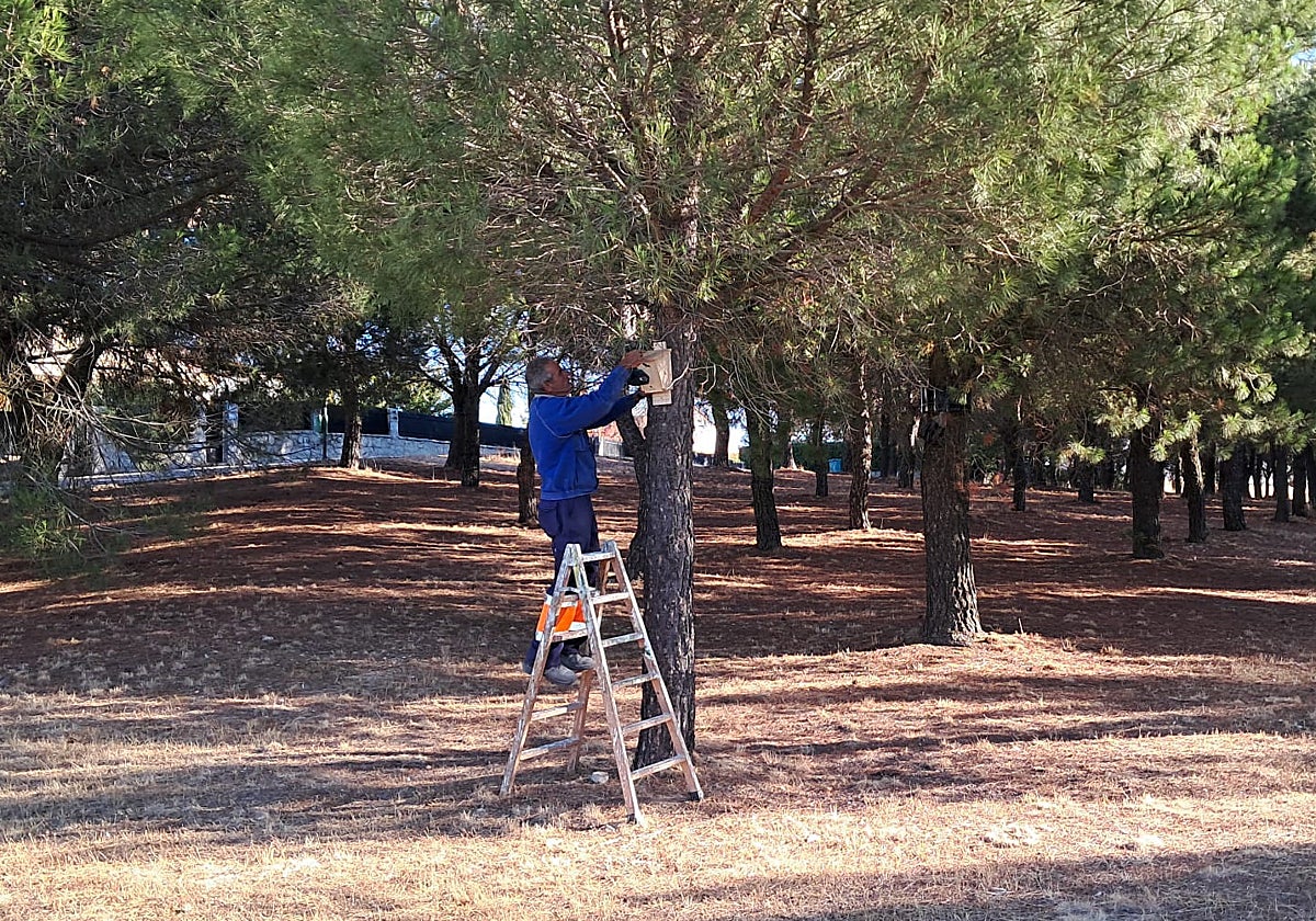 Un operario del Ayuntamiento de Alba instalando una de las cajas nido.