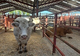 Las dos vacas que acapararon las miradas en el mercado celebrado este martes.
