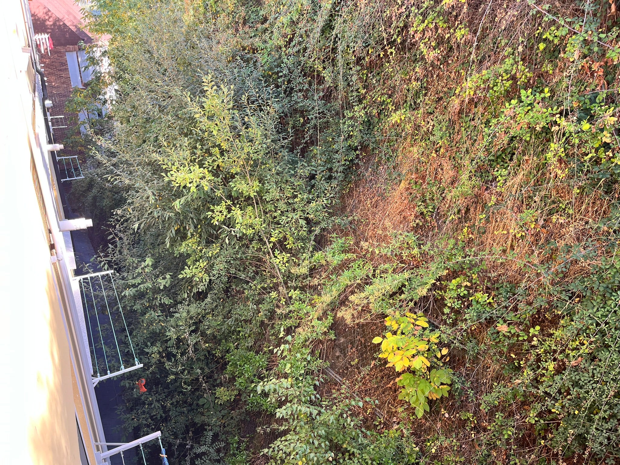 Béjar licita la limpieza del talud de la calle Arco del Monte previa a su consolidación