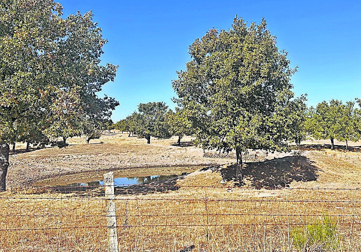 Charca casi seca en la comarca de Ledesma y paisaje propio de agosto.