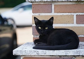 Un gato negro en Salamanca.