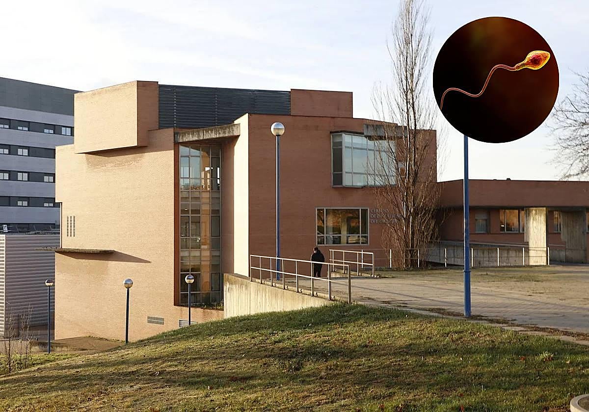 Un equipo de investigadores coordinado por el Centro de Investigación del Cáncer de Salamanca y la Universitat Autònoma de Barcelona han descubierto un dato clave de los espermatozoides.