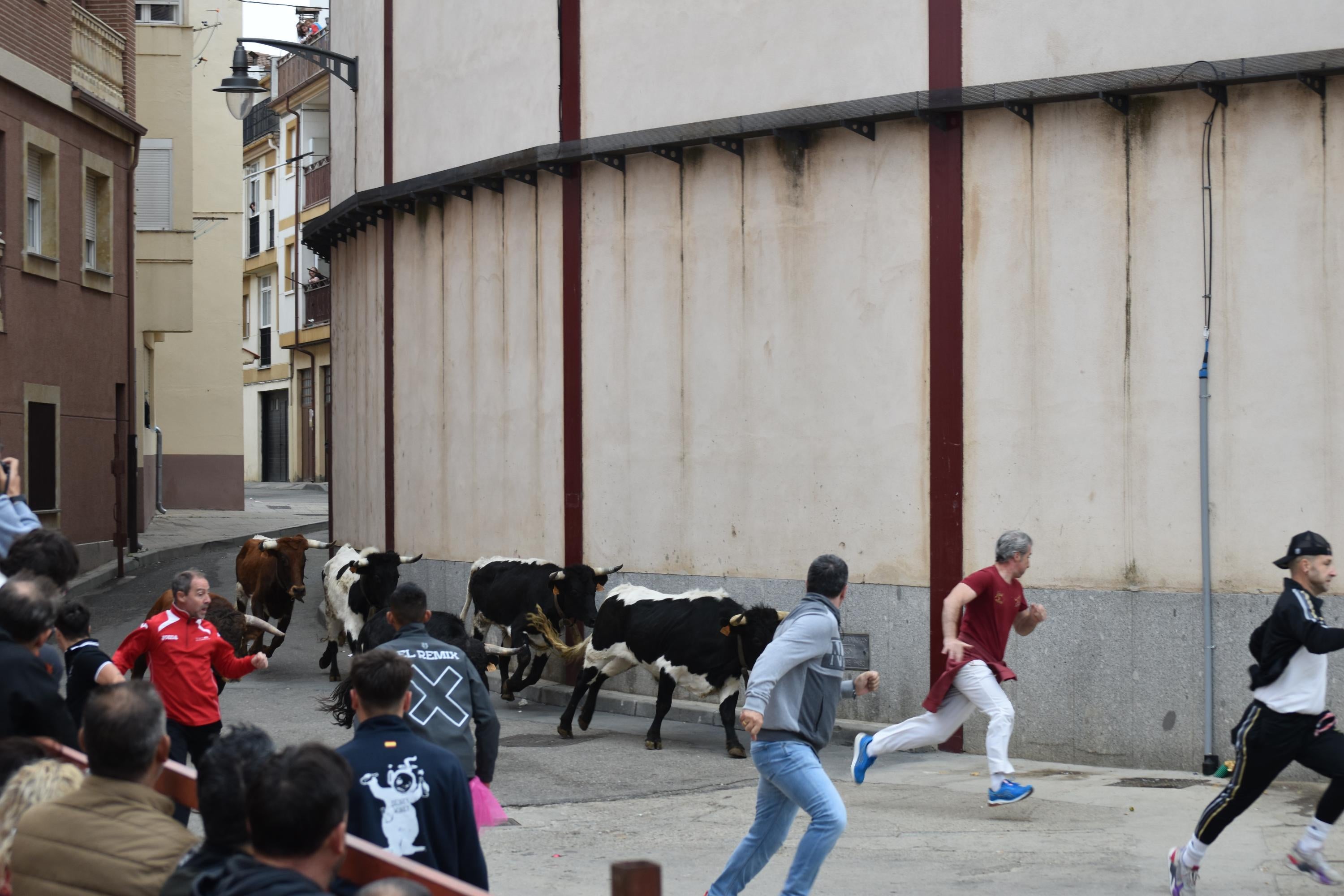 Pasión taurina que une generaciones con encierro de minibueyes y novillos en Alba de Tormes
