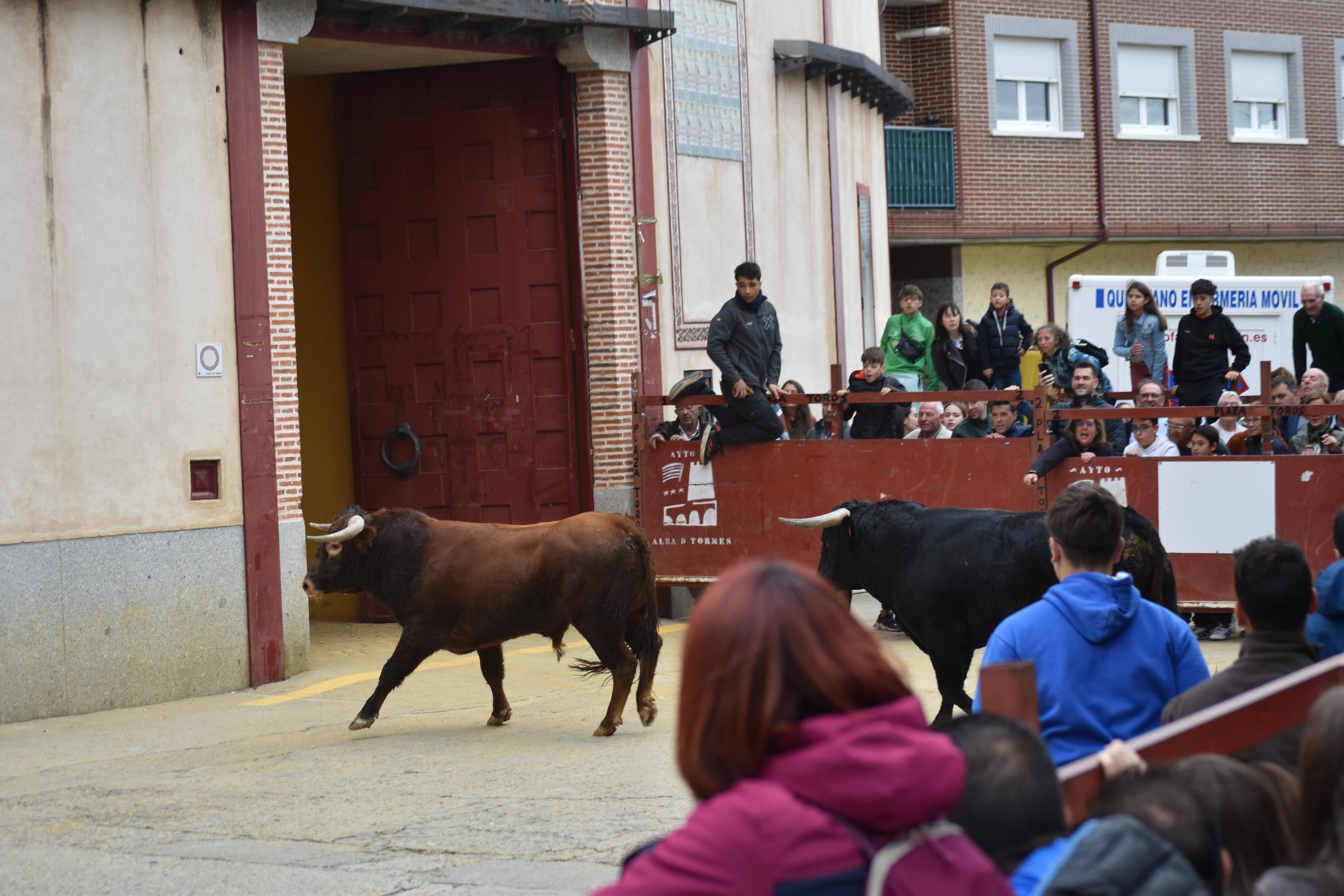 Pasión taurina que une generaciones con encierro de minibueyes y novillos en Alba de Tormes
