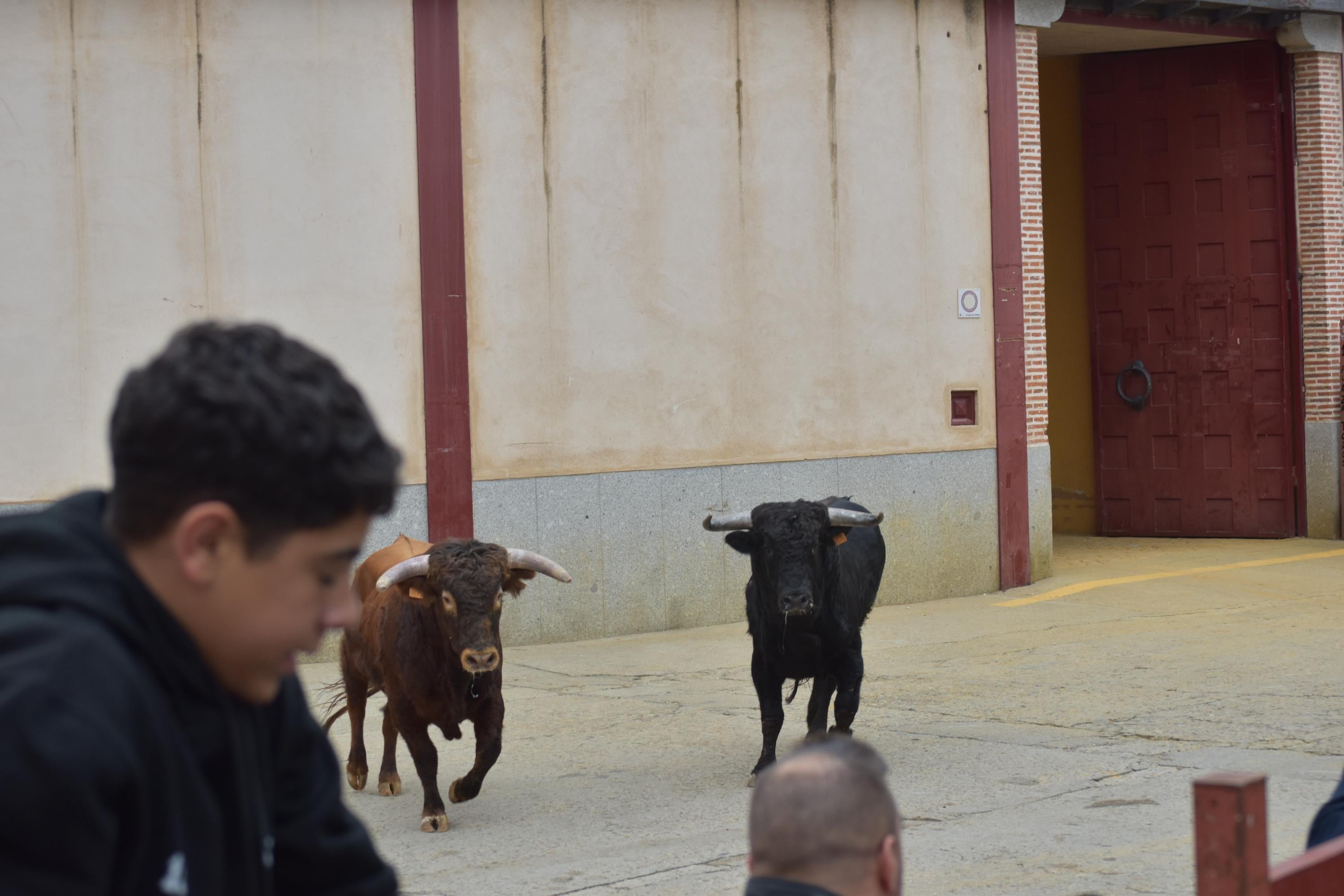 Pasión taurina que une generaciones con encierro de minibueyes y novillos en Alba de Tormes