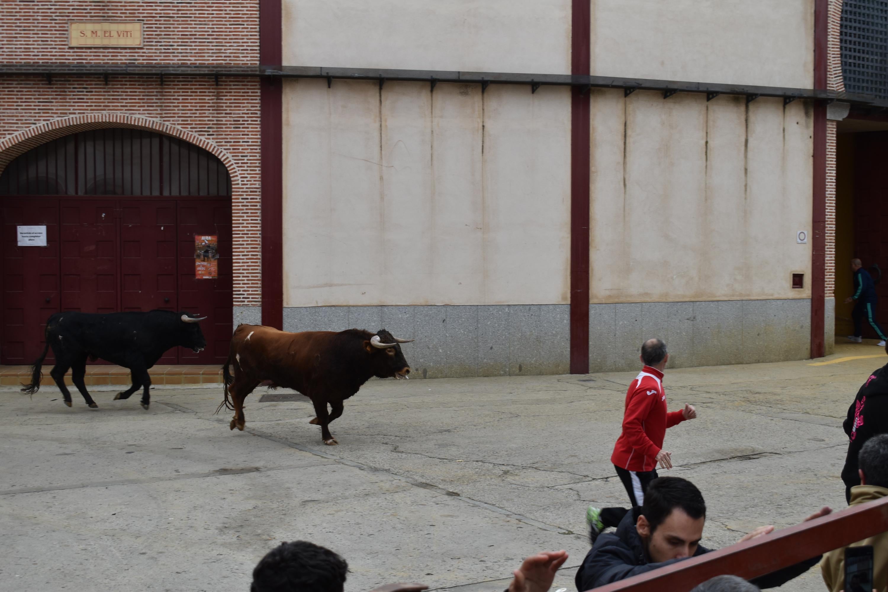Pasión taurina que une generaciones con encierro de minibueyes y novillos en Alba de Tormes