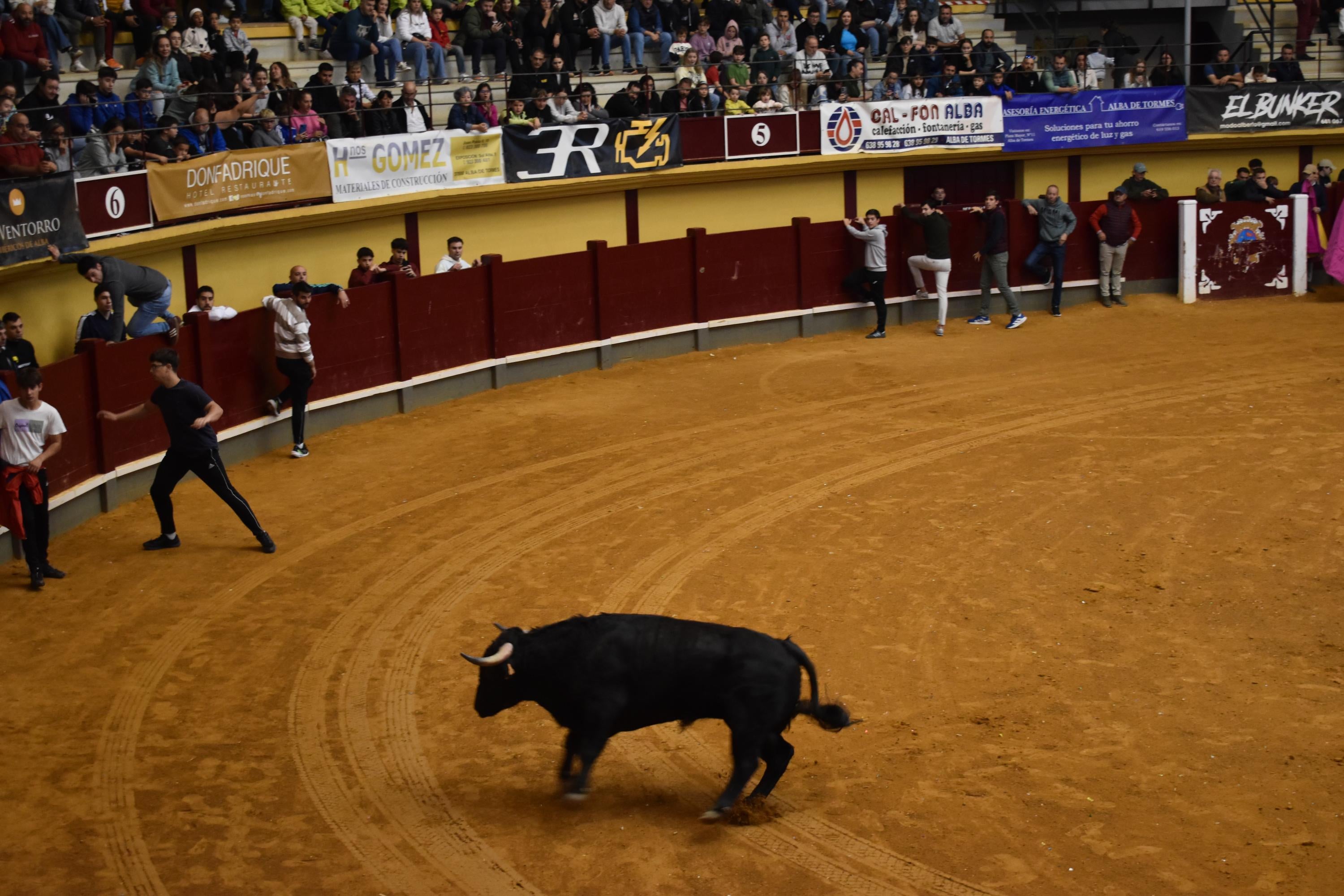 Pasión taurina que une generaciones con encierro de minibueyes y novillos en Alba de Tormes