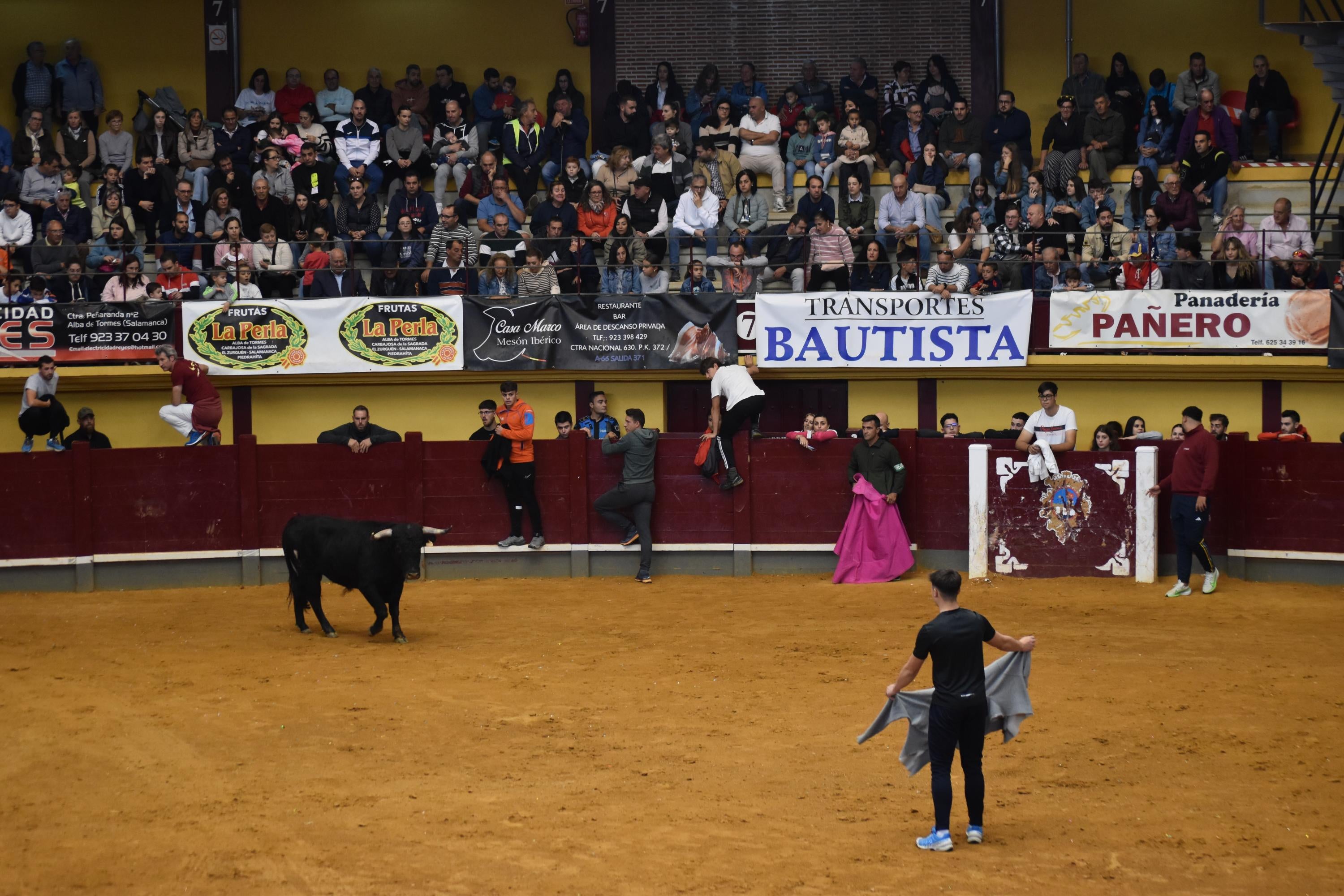 Pasión taurina que une generaciones con encierro de minibueyes y novillos en Alba de Tormes