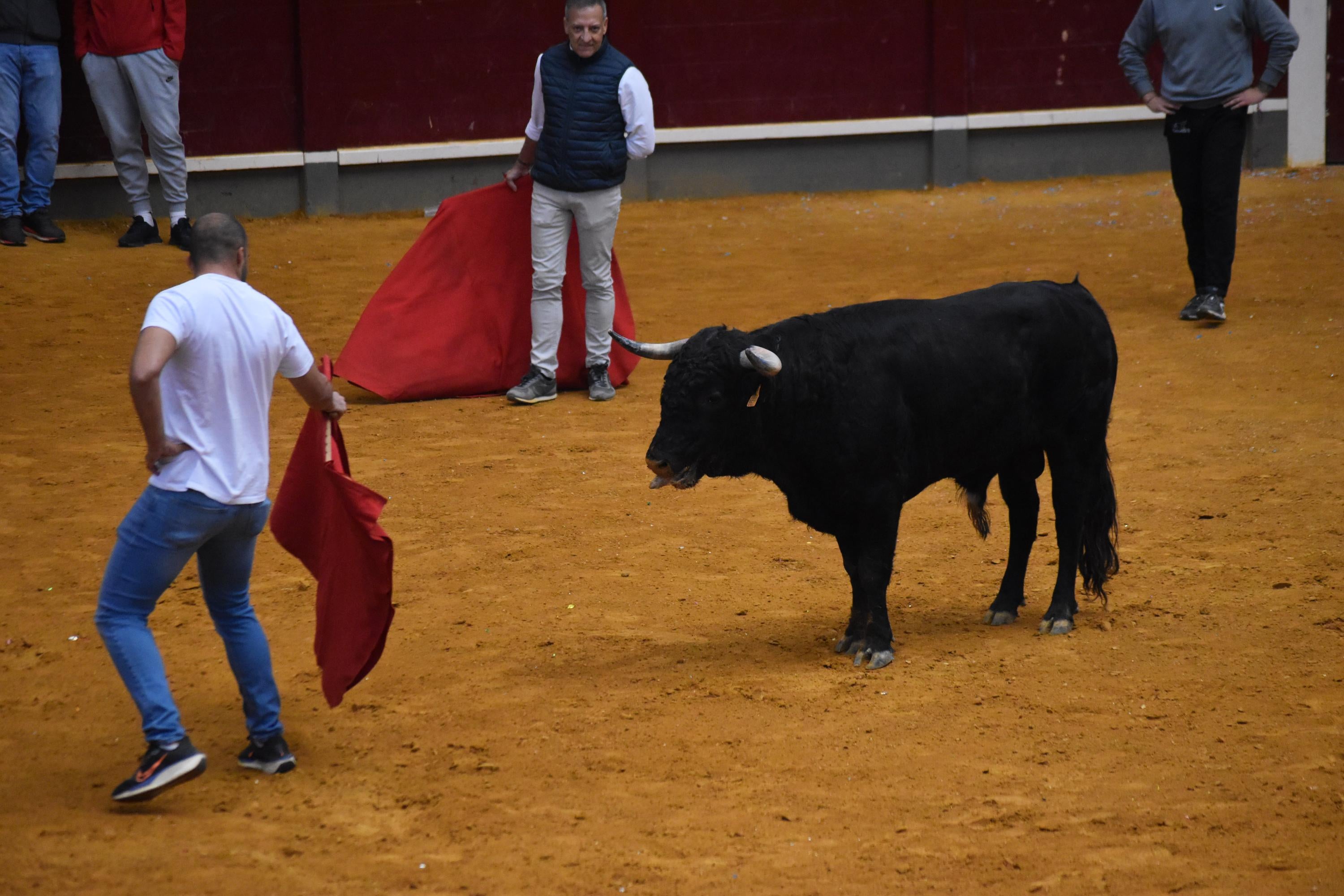 Pasión taurina que une generaciones con encierro de minibueyes y novillos en Alba de Tormes