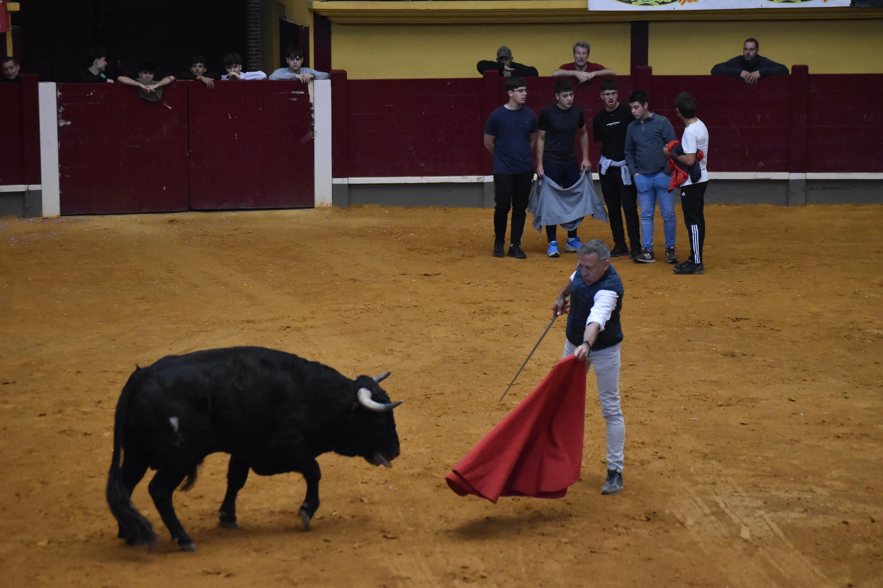 Pasión taurina que une generaciones con encierro de minibueyes y novillos en Alba de Tormes