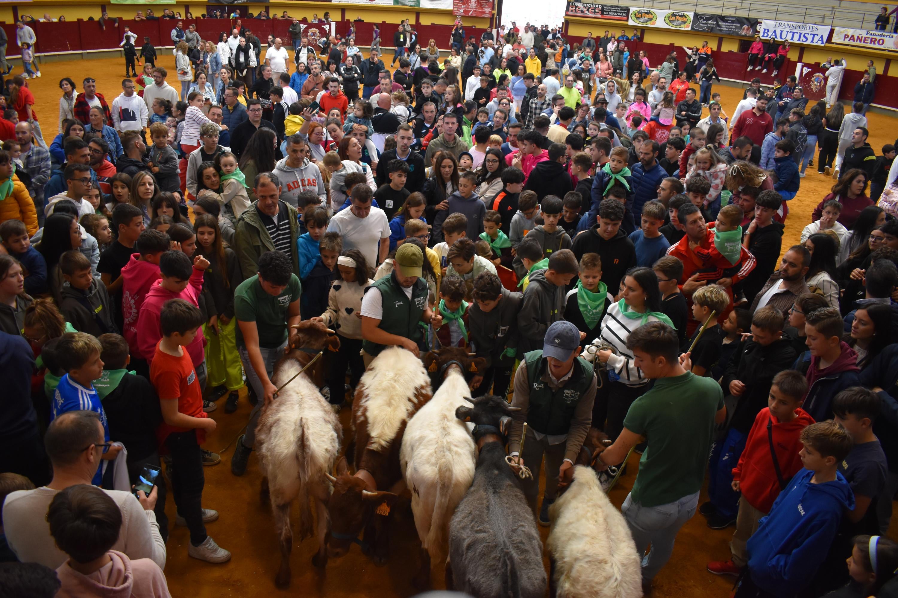 Pasión taurina que une generaciones con encierro de minibueyes y novillos en Alba de Tormes