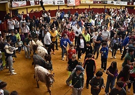 Minibueyes en Alba de Tormes.