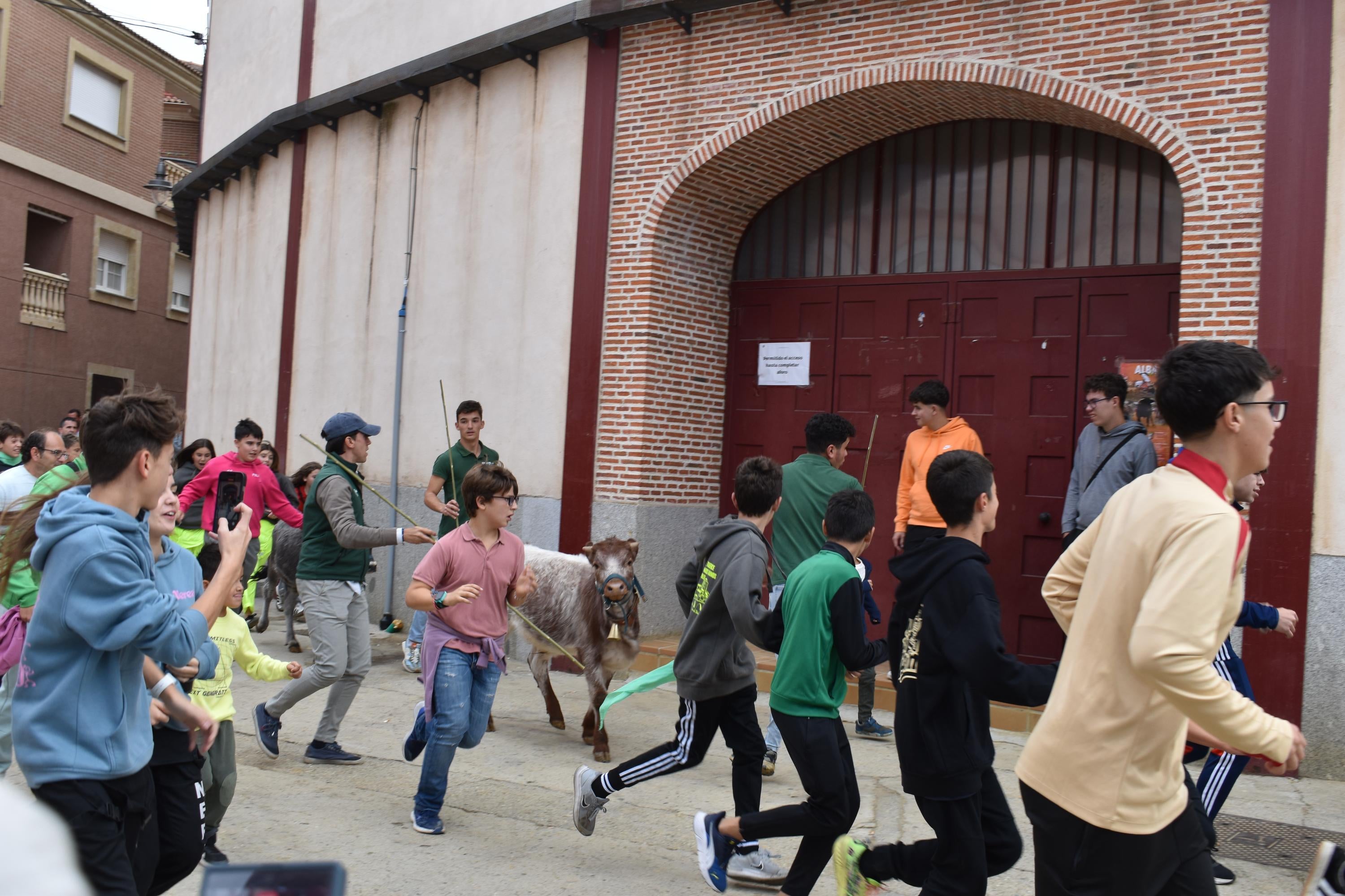 Pasión taurina que une generaciones con encierro de minibueyes y novillos en Alba de Tormes