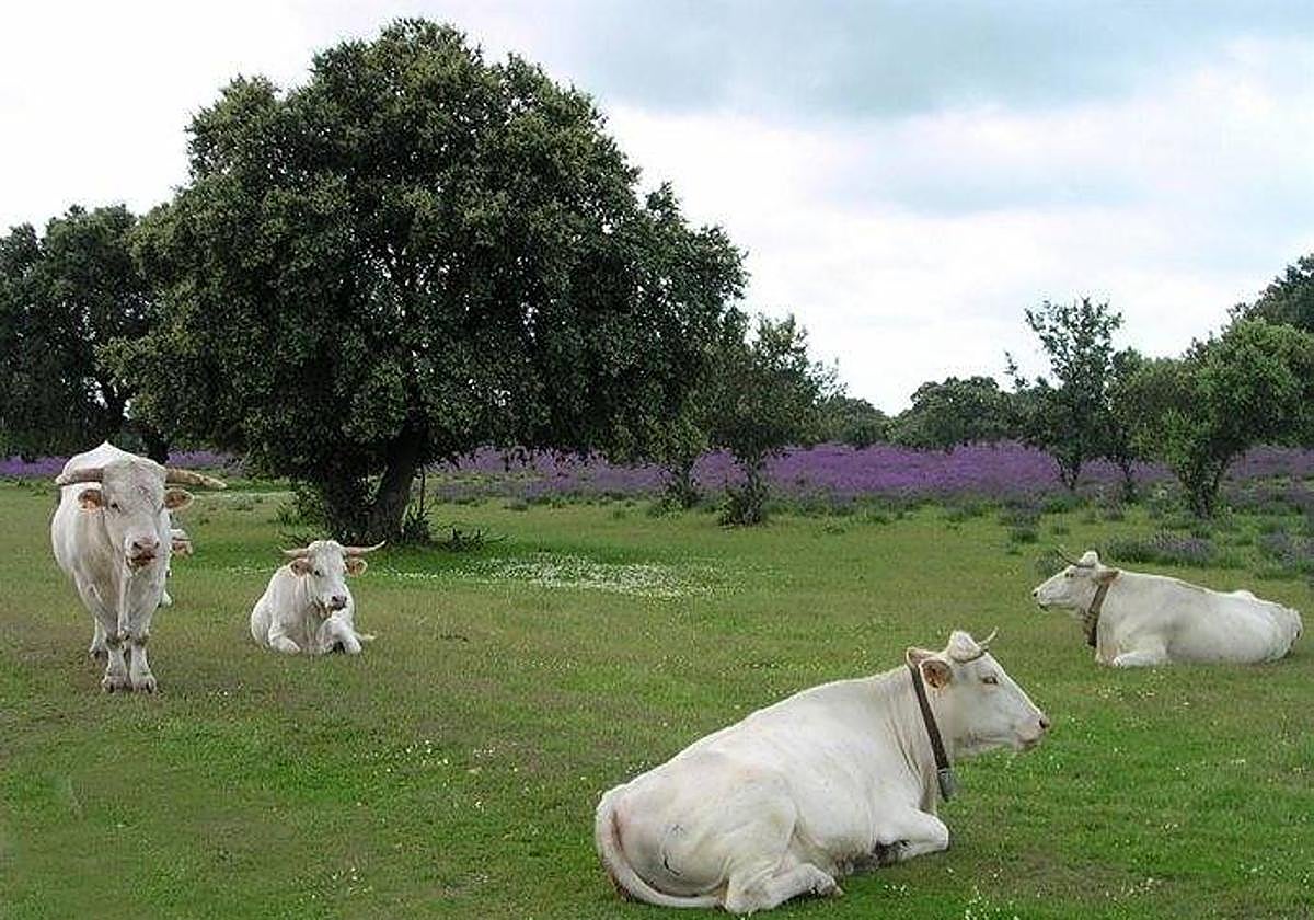 Varias vacas, en el campo.