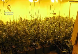 Otro cultivo de marihuana intervenido por la Guardia Civil.