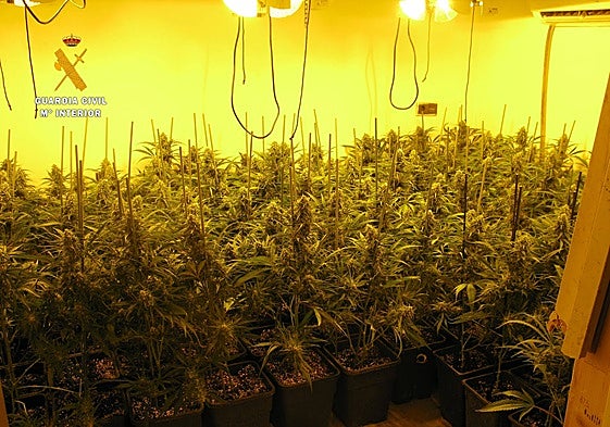 Otro cultivo de marihuana intervenido por la Guardia Civil.