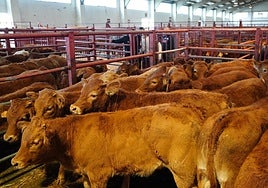 Imagen del mercado celebrado el pasado día 20.