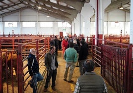 Mercado de ganados de Salamanca celebrado el pasado día 20.