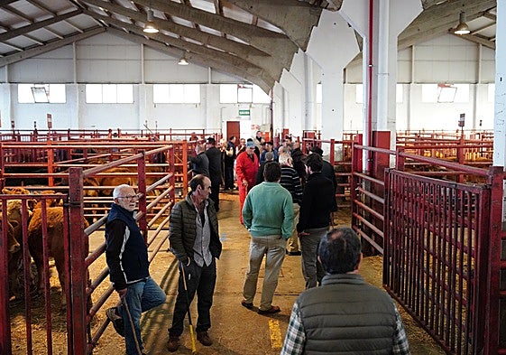 Mercado de ganados de Salamanca celebrado el pasado día 20.