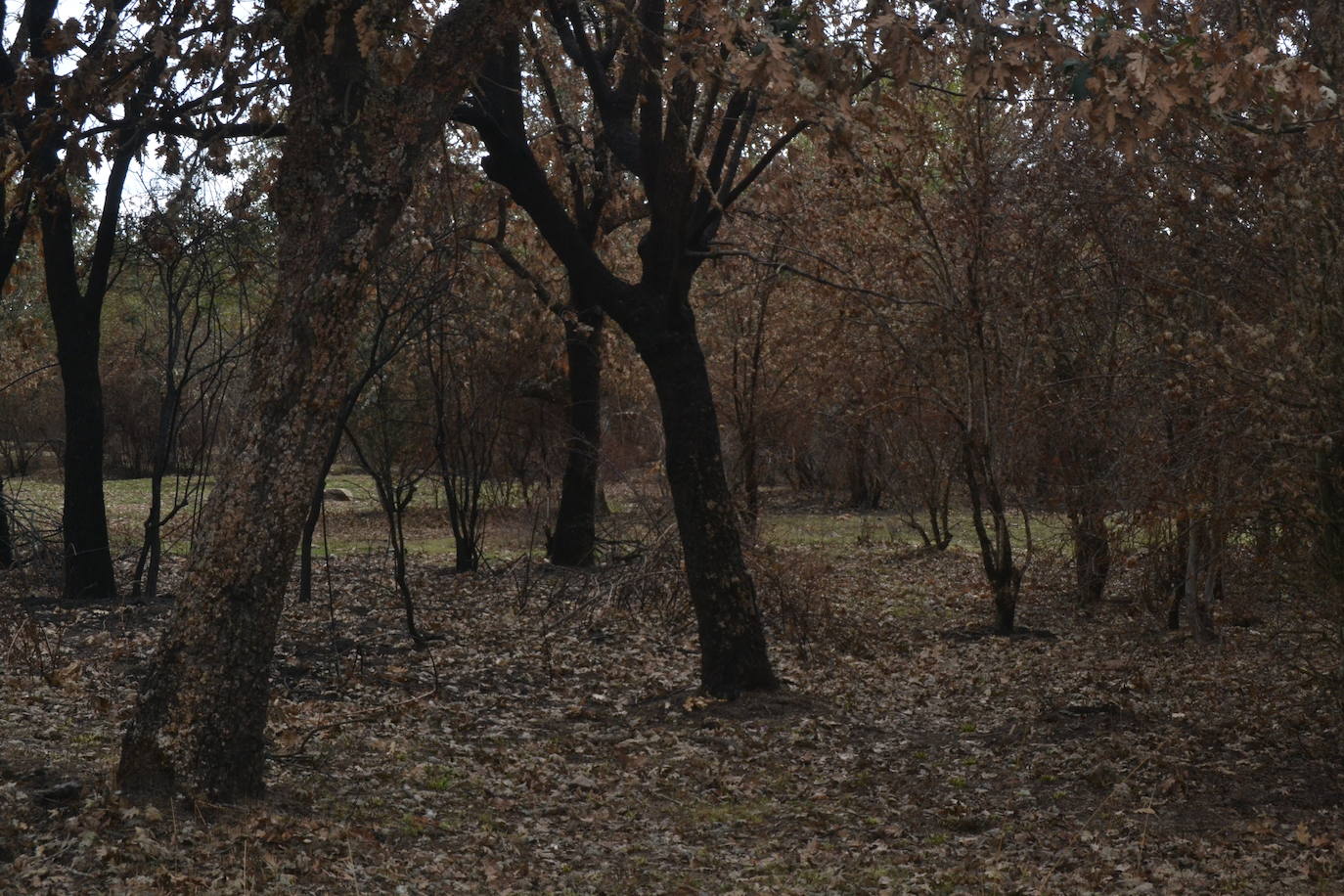Los ganaderos de Cipérez piden “aprender de los errores”