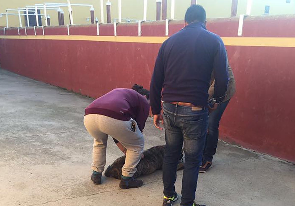 Uno de los perros del ataque mortal, en la finca 'Los Galguillos' de Santa Marta.