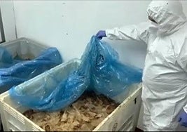 La Guardia Civil localiza 9.000 kilos de carne putrefacta en una nave cárnica en Bercimuelle