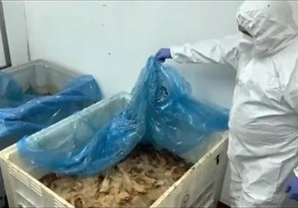 La Guardia Civil localiza 9.000 kilos de carne putrefacta en una nave cárnica en Bercimuelle